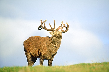 Red deer, Cervus elaphus, stag, sniffing the air, Kingussie, Scotland