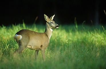 roe deer (c): capreolus capreolus amongst grass ligatne, gauja np, latvia