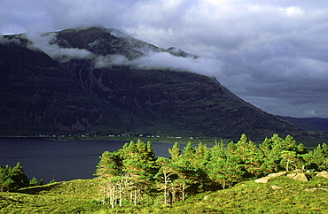 scots pine: pinus sylvestris remnant woodland nr torridon, scotland