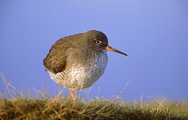 redshank: tringa totanus, at high tide. jan montrose basin, angus,scot.