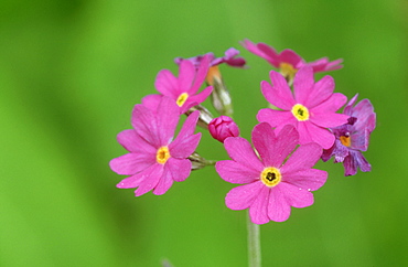 birds eye primrose, primula farinosa, flowers, june, viidumae, saaremaa, estonia