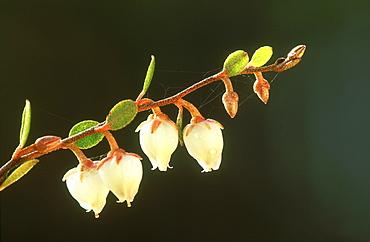 leatherleaf, chamaedaphne calyculata, flowers, may, alam pedja nr, estonia