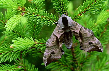 poplar hawk moth, laothe populi, at rest, june, vildumae nr, saaremmaa, estonia