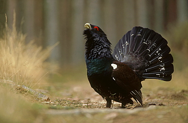 capercaillie, tetrao urogallus male defending territory, deeside, scotland