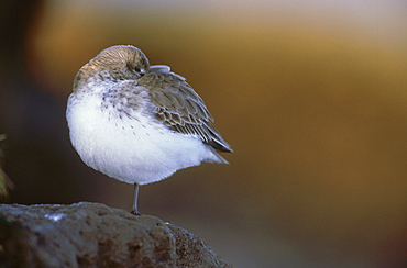 dunlin: calidris alpina on grass bank at high tide montros e basin, angus,scot.