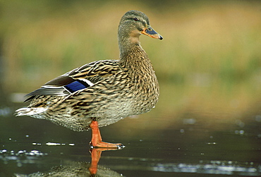 mallard: anas platyrhynchos female on ice braemar, deeside, scotland