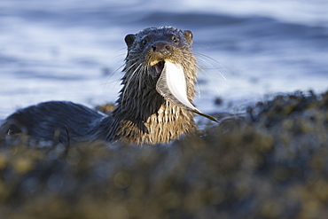 Eurasian river otter (Lutra lutra) eating flatfish.  Hebrides, Scotland