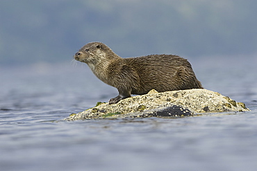 Eurasian river otter (Lutra lutra).  Otters in western Scotland have adapted well to life in a marine environment, though proximity to sources of fresh water is essential.  Hebrides, Scotland