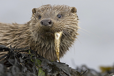 Eurasian river otter (Lutra lutra) eating fish.  Otters have adapted well to the marine environment but require sources of fresh water to drink and to clean fur.  Hebrides, Scotland