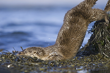 Eurasian river otter (Lutra lutra).  Otters in western Scotland have adapted well to life in a marine environment, though proximity to sources of fresh water is essential.  Hebrides, Scotland