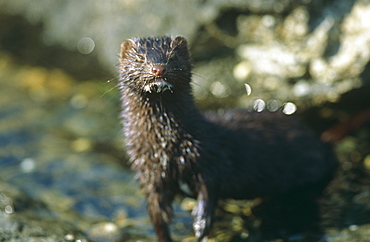 American mink (Mustela vison). Non-native species in the UK considered a threat to ground-nesting birds and water voles in particular. Widespread as a result of escapes from fur farms since the 1950s. Hebrides, Scotland