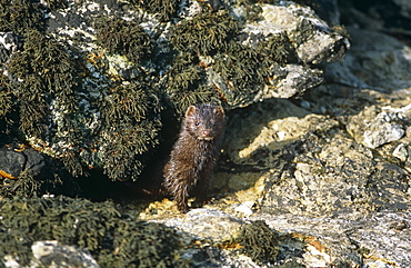 American mink (Mustela vison). Non-native species in the UK considered a threat to ground-nesting birds and water voles in particular. Widespread as a result of escapes from fur farms since the 1950s. Hebrides, Scotland