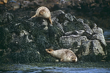 Common seal (Phoca vitulina).  Hebrides, Scotland