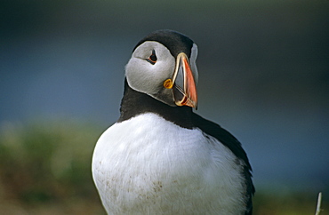 Horned puffin (Fratercula arctica).  Hebrides, Scotland