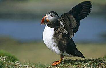 Horned puffin (Fratercula arctica).  Hebrides, Scotland