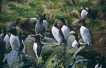 Guillemot (Uria aalge), razorbill (Alca torda) and puffin (Fratercula arctica) nesting together.  Space is at a premium on the nesting sites in the Treshnish Isles so different species have to get along with each other.  Hebrides, Scotland 