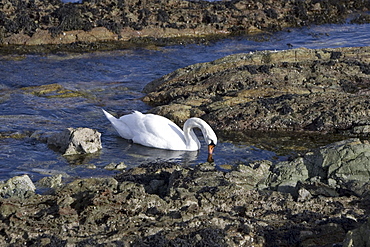 Mute swan (Cygnus olor) at sea.  Most people might associate swans with a freshwater environment but they can also be seen in a marine setting.  Hebrides, Scotland