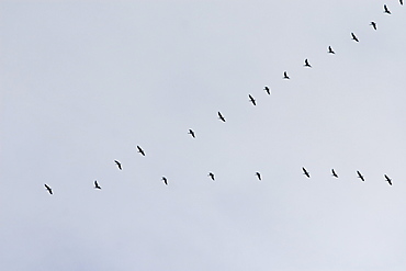 Skein of geese.  The classic 'V' shape of a skein of migrating geese.  Hebrides, Scotland