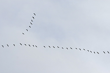 Skein of geese.  The classic 'V' shape of a skein of migrating geese.  Hebrides, Scotland