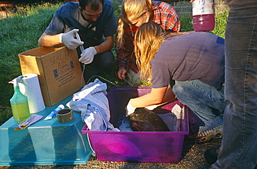 Seal rescue.  Rescuers administer first aid to young common seal pup (Phoca vitulina). Hebrides, Scotland