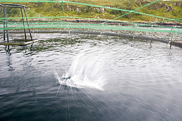 Salmon in fish farm.  Salmon jumping in fish farm, behaviour thought to be associated with dislodging lice.  Hebrides, Scotland