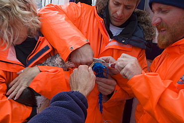 Disentangling juvenile gannet (Sula sula).  Marine debris, possibly discarded fishing gear, made it impossible for this gannet to feed.  Crew and clients on whale-watch boat come to its aid.  Gannet released successfully.  Hebrides, Scotland