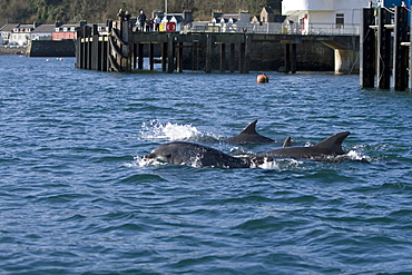 Bottlenose dolphins (Tursiops truncatus) in Tobermory Bay - home of Balamory TV show. This group of dolphins are resident in the Hebrides but are hard to find and not well understood. They rarely come into the this harbour but photographer Nic Davies was ready with his camera and kayak to get these great, low angle shots.