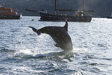 Bottlenose dolphins (Tursiops truncatus) in Tobermory Bay - home of Balamory TV show. This group of dolphins are resident in the Hebrides but are hard to find and not well understood. They rarely come into the this harbour but photographer Nic Davies was ready with his camera and kayak to get these great, low angle shots.