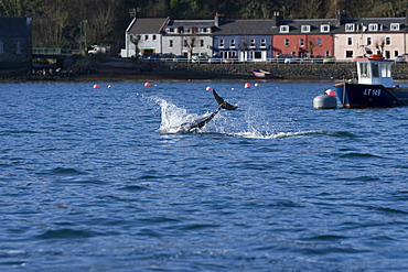 Bottlenose dolphins (Tursiops truncatus) in Tobermory Bay - home of Balamory TV show. This group of dolphins are resident in the Hebrides but are hard to find and not well understood. They rarely come into the this harbour but photographer Nic Davies was ready with his camera and kayak to get these great, low angle shots.