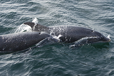 Bottlenose dolphins (Tursiops truncatus) in Tobermory Bay - home of Balamory TV show. This group of dolphins are resident in the Hebrides but are hard to find and not well understood. They rarely come into the this harbour but photographer Nic Davies was ready with his camera and kayak to get these great, low angle shots.