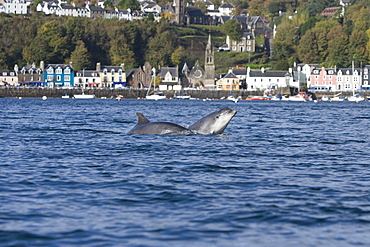 Bottlenose dolphins (Tursiops truncatus) in Tobermory Bay - home of Balamory TV show. This group of dolphins are resident in the Hebrides but are hard to find and not well understood. They rarely come into the this harbour but photographer Nic Davies was ready with his camera and kayak to get these great, low angle shots.