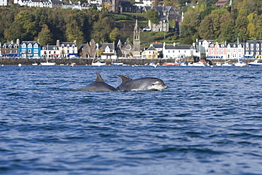 Bottlenose dolphins (Tursiops truncatus) in Tobermory Bay - home of Balamory TV show. This group of dolphins are resident in the Hebrides but are hard to find and not well understood. They rarely come into the this harbour but photographer Nic Davies was ready with his camera and kayak to get these great, low angle shots.