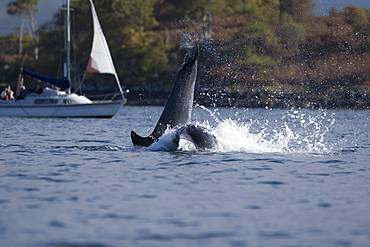 Bottlenose dolphins (Tursiops truncatus) in Tobermory Bay - home of Balamory TV show. This group of dolphins are resident in the Hebrides but are hard to find and not well understood. They rarely come into the this harbour but photographer Nic Davies was ready with his camera and kayak to get these great, low angle shots.