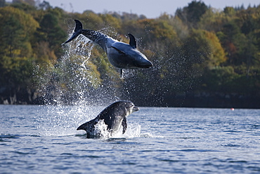 Bottlenose dolphins (Tursiops truncatus) in Tobermory Bay - home of Balamory TV show. This group of dolphins are resident in the Hebrides but are hard to find and not well understood. They rarely come into the this harbour but photographer Nic Davies was ready with his camera and kayak to get these great, low angle shots.