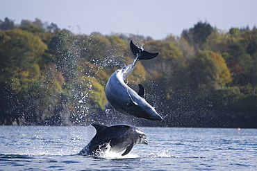 Bottlenose dolphins (Tursiops truncatus) in Tobermory Bay - home of Balamory TV show. This group of dolphins are resident in the Hebrides but are hard to find and not well understood. They rarely come into the this harbour but photographer Nic Davies was ready with his camera and kayak to get these great, low angle shots.