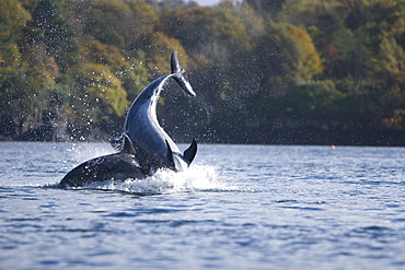 Bottlenose dolphins (Tursiops truncatus) in Tobermory Bay - home of Balamory TV show. This group of dolphins are resident in the Hebrides but are hard to find and not well understood. They rarely come into the this harbour but photographer Nic Davies was ready with his camera and kayak to get these great, low angle shots.