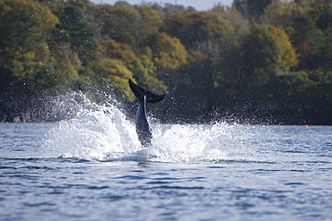 Bottlenose dolphins (Tursiops truncatus) in Tobermory Bay - home of Balamory TV show. This group of dolphins are resident in the Hebrides but are hard to find and not well understood. They rarely come into the this harbour but photographer Nic Davies was ready with his camera and kayak to get these great, low angle shots.