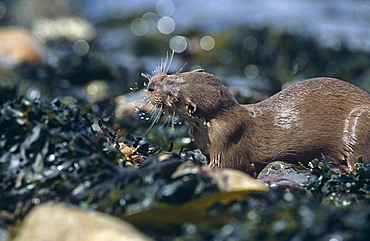 Eurasian river otter (Lutra lutra).  Hebrides, Scotland