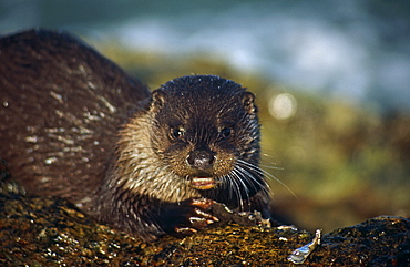 Eurasian river otter (Lutra lutra).  Hebrides, Scotland