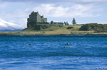 Eurasian river otters (Lutra lutra) by Duart castle.  Duart Castle has been the home of the Clan Maclean since the 14th century. Isle of Mull, Scotland