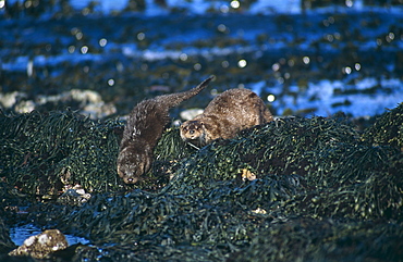 Eurasian river otter (Lutra lutra).  Hebrides, Scotland