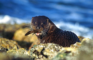 Eurasian river otter (Lutra lutra).  Hebrides, Scotland