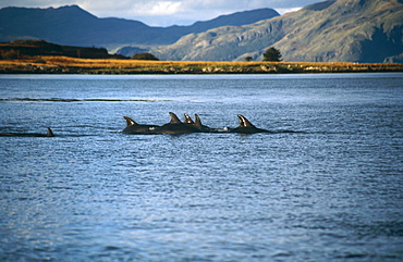 Bottlenose dolphins (Tursiops truncatus). Hebrides, Scotland