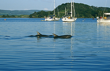 Bottlenose dolphins (Tursiops truncatus).  Bottlenose dolphins occasionally visit Tobermory Bay during the summer.  Hebrides, Scotland