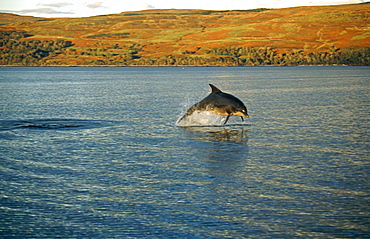 Bottlenose dolphin (Tursiops truncatus). Hebrides, Scotland