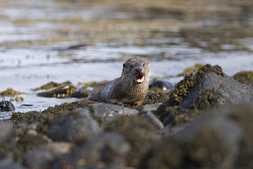 Eurasian river otter (Lutra lutra) foraging in and among the seaweed.  Otters on Scotland's west coast and islands have adapted well to making a living in the marine environment.  Hebrides, Scotland