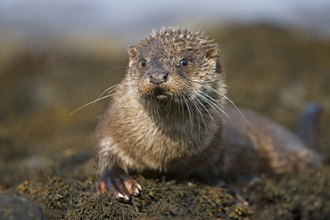 Eurasian river otter (Lutra lutra) resting in the seaweed and rocks.  Otters spend a great deal of time resting, usually close to the water's edge or on rocks just offshore.  This time is spent sleeping and preening fur etc.  Notice the recent injuries sustained by this otter around the head and neck area.  Hebrides, Scotland