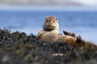 Eurasian river otter (Lutra lutra) resting on seaweed.  Otters spend a great deal of time resting ashore, usually near to the water's edge.  This time is spent sleeping and preening fur etc.  Visits ashore may also be to find fresh water to drink.  Hebrides, Scotland