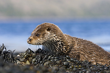 Eurasian river otter (Lutra lutra) resting on seaweed.  Otters spend a great deal of time resting ashore, usually near to the water's edge.  This time is spent sleeping and preening fur etc.  Visits ashore may also be to find fresh water to drink.  Hebrides, Scotland