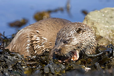 Eurasian river otter (Lutra lutra) eating fish, long-spined bullhead (Taurulus bubalis).  Hebrides, Scotland